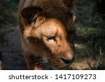 Small photo of Lionesses do most of the hunting for their pride. They are more effective hunters, as they are smaller, swifter, and more agile than the males and unencumbered by the heavy and conspicuous mane, which