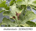 Small photo of Blight symptoms on watermelon leaf causal agent Didymella bryoniae .Gummy Stem blight.