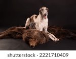 Small photo of two greyhounds on a bearskin. levretka and Russian dog