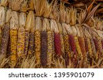Colorful Indian Corn Hanging At ...