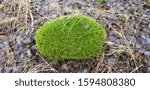 Small photo of The moss loke like a hedgehog