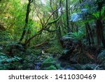 Deep, stunning New Zealand forest with ferns, moss on stones, many other plants and stream.  Beautiful summer day.