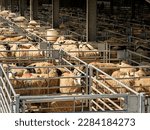 Small photo of At a bustling cattle market, animals are caged and crammed into pens for sale in the farming industry. Sheep with woolly coats fill the scene devoid of people.
