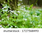 Small White Flowers In The Wood ...