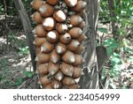 Small photo of The bunch of coconuts from the babassu palm