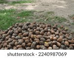 Small photo of There are many babassu coconuts in northeastern Brazil