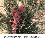 A Red Yucca Plant With Small...