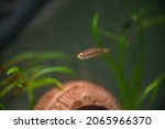 Small photo of aquarium fish zebrafish glofish, close-up, aquascape