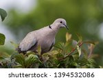 African Collared Dove In...