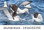 Small photo of Antipodean Albatross in Australia and New Zealand