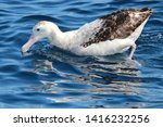 Small photo of Antipodean Albatross in Australia and New Zealand