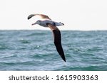Small photo of Antipodean Albatross in New Zealand