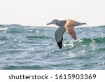 Small photo of Antipodean Albatross in New Zealand