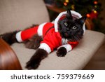 Image Of Festive Cat In Santa...