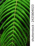 Small photo of A detailed view of a fern frond, showcasing its vibrant green color and delicate fronds in the forest during wet season in Indonesia.