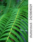 Small photo of A detailed view of a fern frond, showcasing its vibrant green color and delicate fronds in the forest during wet season in Indonesia.