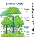 Rainforest layers educational banner or poster. Jungle vertical structure educational scheme. Emergent, canopy, understory and floor levels. Flat vector illustration