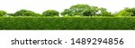 Small photo of Long tree hedge or fence trees in panoramic shot. Many big trees in the background. All of the upper part and lower part isolated on white background.