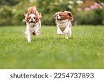 Small photo of Two active cavalier king charles spaniel dogs running on green grass at summer park. Pets in motion