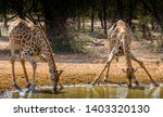 Two Giraffes With Their Legs...