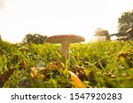 Small photo of mushroom blooming in a field when fall only just started