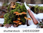 Small photo of Forest mushrooms - winter edible mushroom Flammulina velutipes in snowy forest with pocket knife. Also known as velvet shank. In Asian cuisine, it is known as enoki.