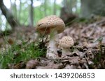 Two Mushrooms Amanita Rubescens ...
