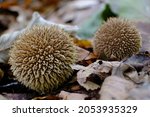 Mushroom Lycoperdon Echinatum ...