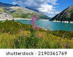 Pink fireweed (Chamaenerion angustifolium) flowers in selective focus and a view of Kölnbrein-Staumauer dam and Kölnbreinspeicher accumulation lake in Carinthia, Austria and the peak of Lausnock
