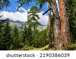 Small photo of Larch (Larix decidua) and spruce forest in High Tauern mountains in Carinthia, Austria