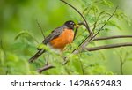 American robin perched on a branch