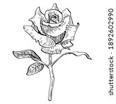 hand drawn flower rose. floral...