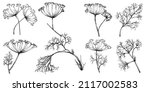 Dill Or Fennel Vector Isolated...