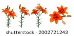 Set Of Orange Lilly Flowers In...