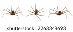 Brown recluse spider in...