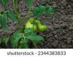 green tomatoes on the bushes. the concept of growing tomatoes. unripe vegetables in the garden.	