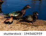 Two Black Large Muscovy Duck Or ...