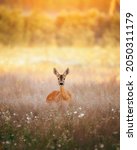 Small photo of Roe deer outdoors in forest during sunset