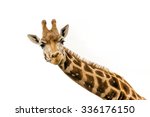 Close Up Shot Of Giraffe Head...