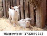 two small newborn white baby goats an animal on the farm