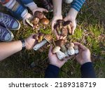 people's hands hold a collection of various freshly picked forest mushrooms. Family and friends on an interesting walk in forest and a successful mushroom picking. ecological hobby. selective focus
