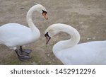 Swans Near Par Beach   Cornwall ...