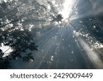 Small photo of 24-12-2023 – 11:30:05 Sunrays coming through the branches of a tree seen and recorded when visited a Hermitage known as Anukul Thakur’s Ashram at Badlapur in New Mumbai, India