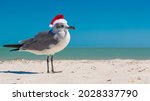 Seagull On The Beach. Christmas ...