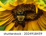 A Macro Of A Bee On A Sunflower