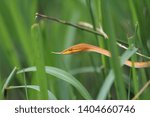 Small photo of Yellow snake - whip snake in the grass