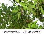 Small photo of Carang manding or Nephila pilipes (northern golden orb weaver or giant golden orb weaver) is a species of golden orb-web spider. These animals live wild among the trees in the garden or in the forest.