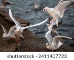 Small photo of Black-headed gulls in winter plumage. Gulls in flight with lake behind. Black-headed gulls (Chroicocephalus ridibundus) in Kelsey Park, Beckenham, Kent, UK.