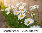 White Beautiful Daisies On A...