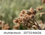 Small photo of The prickly Herb Burdock plant or Arctium plant from the Asteraceae family. Dry brown Arctium minus. Dried seed heads in fall. Ripe burrs with sharp catchy hooks. Soft focus